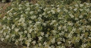 Canet en Roussillon ve Saint Cyprien arasındaki plaj, Pyrenees Orientales bölümü, Occitanie, Fransa. Ön planda, Echinophora spinosa olarak da bilinen yabani yaban havucu bulunur..