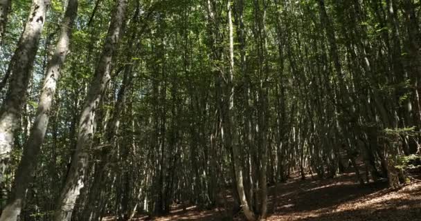 Het Bos Col Ceyssat Puy Dome Auvergne Frankrijk Vulkanen Natuurpark — Stockvideo