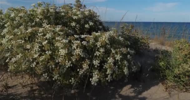 Canet Roussillon Saint Cyprien Arasındaki Plaj Pyrenees Orientales Bölümü Occitanie — Stok video