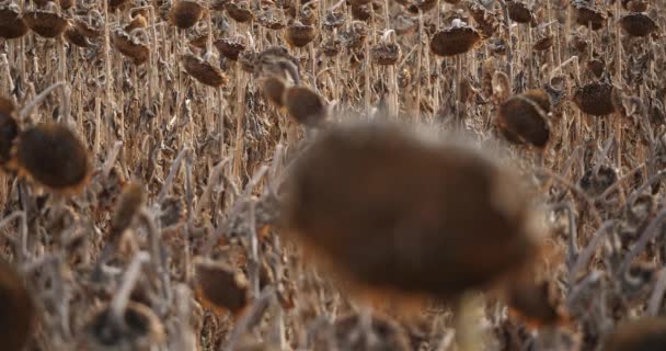 Globální Oteplování Spálené Slunečnice Loiret Francie — Stock video