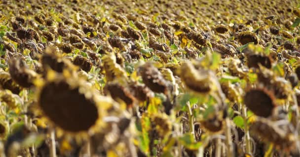 全球变暖 法国Loiret焚烧的向日葵 — 图库视频影像