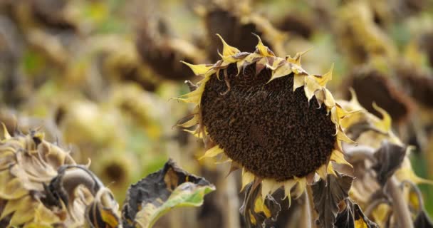 Calentamiento Global Girasoles Quemados Loiret Francia — Vídeo de stock