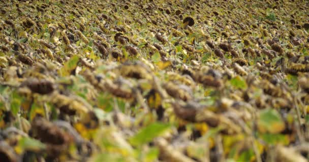 Die Globale Erwärmung Verbrannte Sonnenblumen Loiret Frankreich — Stockvideo