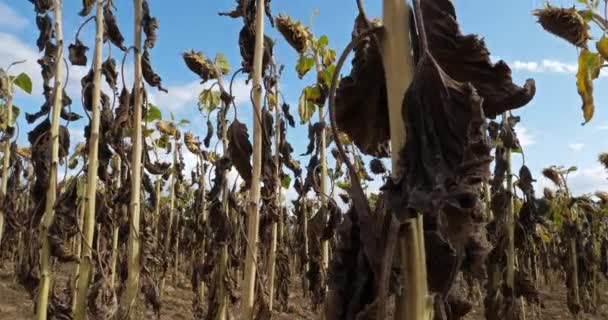 Die Globale Erwärmung Verbrannte Sonnenblumen Loiret Frankreich — Stockvideo