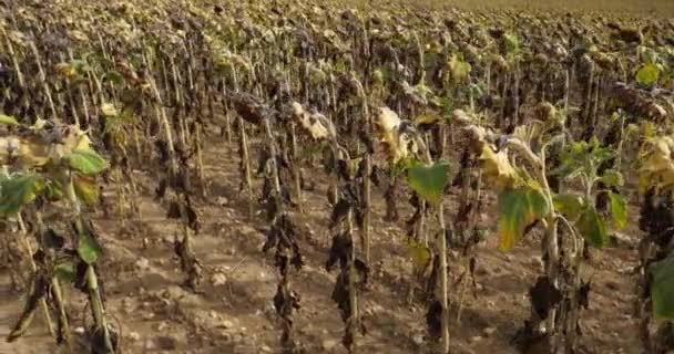 Het Broeikaseffect Brandende Zonnebloemen Loiret Frankrijk — Stockvideo