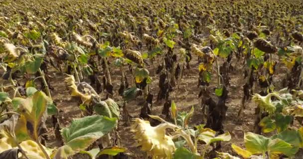 Die Globale Erwärmung Verbrannte Sonnenblumen Loiret Frankreich — Stockvideo