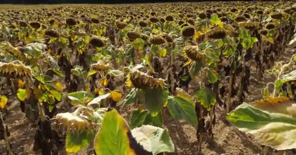 Φαινόμενο Του Θερμοκηπίου Καμένα Ηλιοτρόπια Loiret Γαλλία — Αρχείο Βίντεο