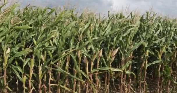 Глобальное Потепление Field Burged Maize Loiret France — стоковое видео