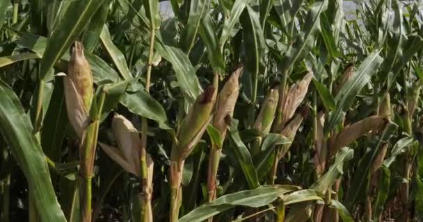 Die Globale Erwärmung Feld Mit Verbranntem Mais Loiret Frankreich — Stockvideo