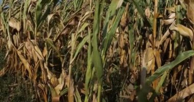 Küresel ısınma Yanmış mısır tarlası, Loiret, Fransa