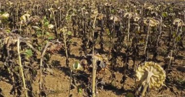 Küresel ısınma Yakılmış ayçiçekleri, Loiret, Fransa