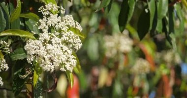 Bir Pieris çiçeği, bir bahçede bitki.