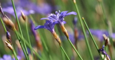 Aphyllanthe de Montpellier 