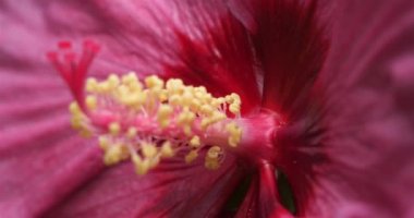 Hibiscus. Pistil ve taç yapraklarının ayrıntıları