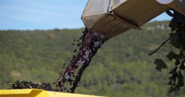 Bağlarda hasat, Pic saint Loup, Claret, Occitanie, Fransa