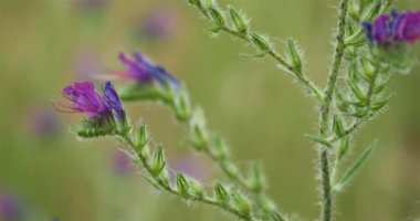 Echium plantagineum, mor engerek böceği Paterson 'un laneti, Güney Fransa