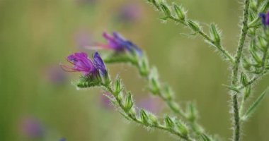 Echium plantagineum, mor engerek böceği Paterson 'un laneti, Güney Fransa