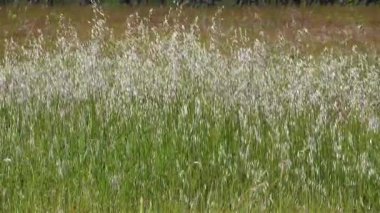 Rüzgarda sallanan yabani otlar