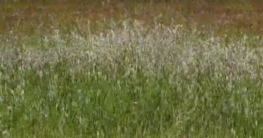 Rüzgarda sallanan yabani otlar