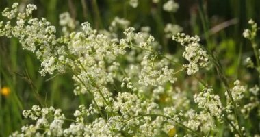 Galium mollugo beyaz yatak kamışı ya da çit yatak kamışı olarak adlandırılır.