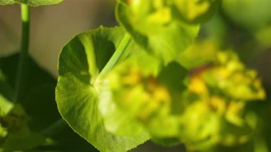 çoşku sıklıkla spurge olarak adlandırılır.