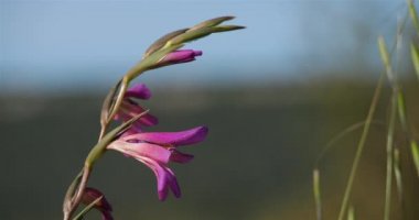Gladiolus, bazen 'kılıç zambağı' derler.