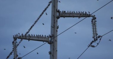 Bir Avrupa sığırcık sürüsü (Sturnus vulgaris) kablolar üzerinde tünemektedir. Occitanie, Fransa