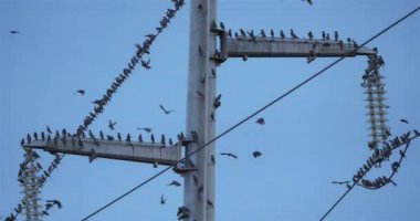 Bir Avrupa sığırcık sürüsü (Sturnus vulgaris) kablolar üzerinde tünemektedir. Occitanie, Fransa