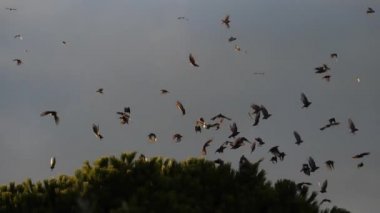 Uyuyan ağaçlarını kuşatan kuş sürüsü (Sturnus vulgaris).