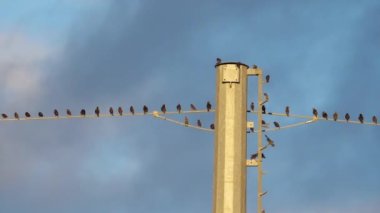Bir Avrupa sığırcık sürüsü (Sturnus vulgaris) kablolar üzerinde tünemektedir. Occitanie, Fransa