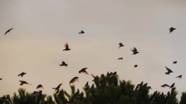 Uyuyan ağaçlarını kuşatan kuş sürüsü (Sturnus vulgaris).
