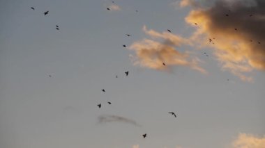 Uyuyan ağaçlarını kuşatan kuş sürüsü (Sturnus vulgaris).