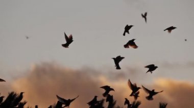 Uyuyan ağaçlarını kuşatan kuş sürüsü (Sturnus vulgaris).