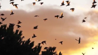 Uyuyan ağaçlarını kuşatan kuş sürüsü (Sturnus vulgaris).