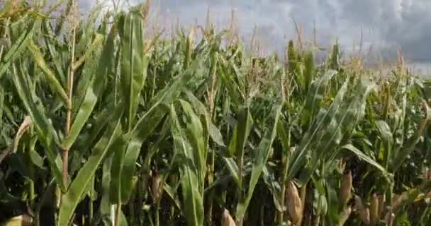 Aquecimento Global Campo Milho Queimado Loiret França — Vídeo de Stock