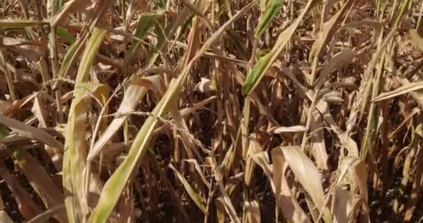 全球变暖 法国Loiret烧焦的玉米地 — 图库视频影像