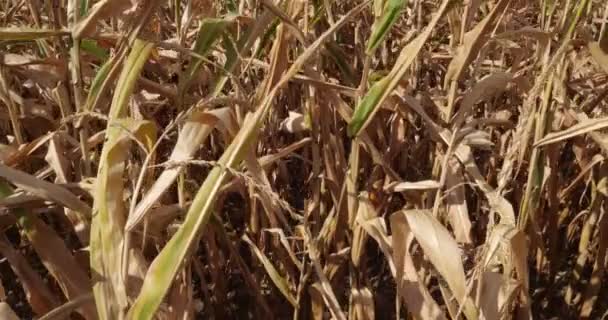 Глобальное Потепление Field Burged Maize Loiret France — стоковое видео