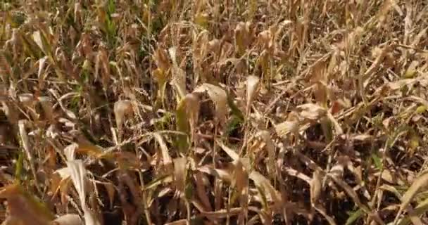 Globální Oteplování Pole Spálené Kukuřice Loiret Francie — Stock video