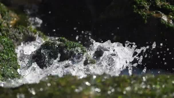 Природний Заповідник Лунарет Монпельє Департамент Гро Окситанія Франція Річка Лез — стокове відео