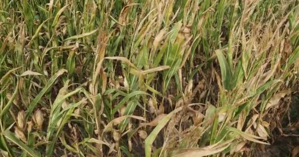 Globális Felmelegedés Égett Kukorica Földje Loiret Franciaország — Stock videók