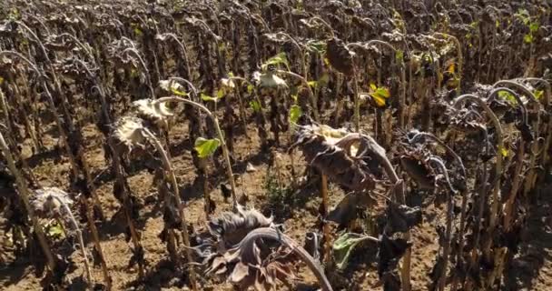 Die Globale Erwärmung Verbrannte Sonnenblumen Loiret Frankreich — Stockvideo