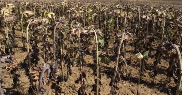 Het Broeikaseffect Brandende Zonnebloemen Loiret Frankrijk — Stockvideo