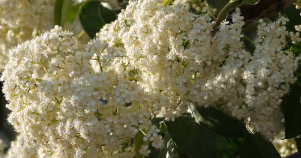 Fiore Pieris Pianta Giardino — Video Stock