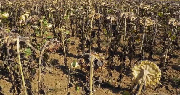 Die Globale Erwärmung Verbrannte Sonnenblumen Loiret Frankreich — Stockvideo