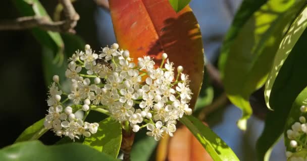 Квітка Піріса Рослина Саду — стокове відео