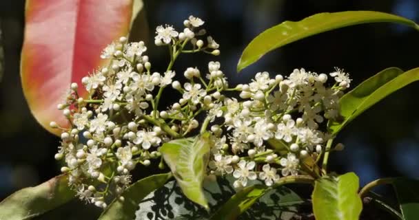 Квітка Піріса Рослина Саду — стокове відео