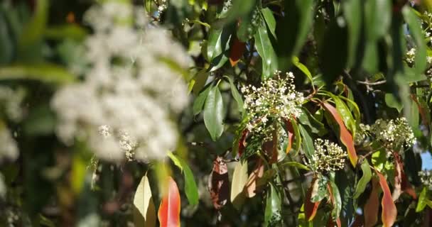 Eine Pieris Blume Pflanze Garten — Stockvideo