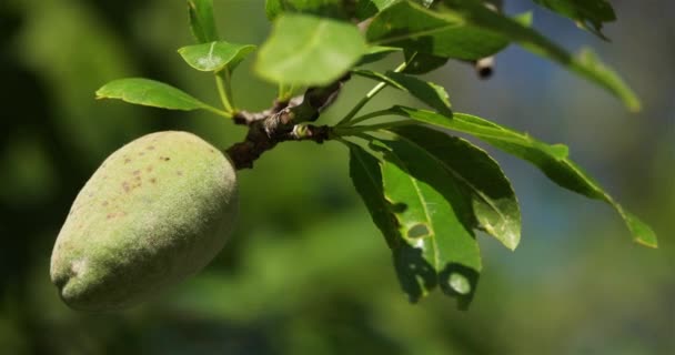 Mandorle Sull Albero Durante Stagione Primaverile Francia — Video Stock