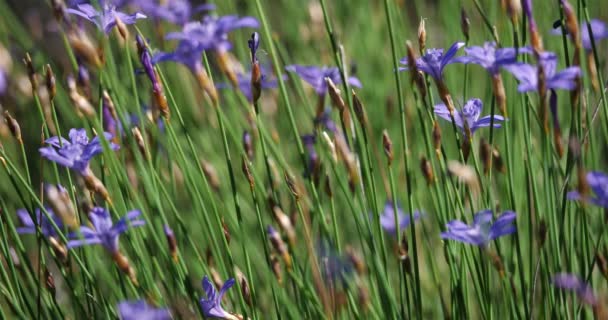 Aphyllanthe Montpellier Aphyllenthes Monspeliensis Occitanie Departamento Herault Francia — Vídeo de stock