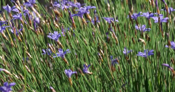 Aphyllanthe Montpellier Aphyllenthes Monspeliensis Occitanie Departamento Herault Francia — Vídeo de stock